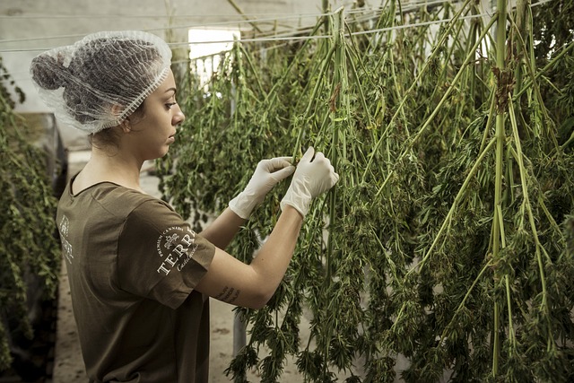 Ontdek de top CBD oliën: Een complete beoordeling van de beste op de markt